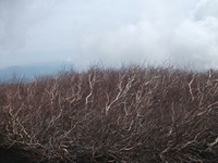 rra delle Concazze-201100508 150